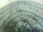  Renold 25A1X10FT 1/4" Single Roller Chain 25 Riveted 10' Image